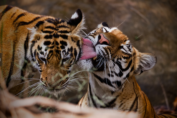 Tigers of Central India